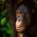 Orangutang. Fotograf: Johan Lind