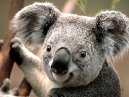 Koala - me
