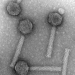 P2- like phage