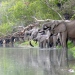 Elefanter som dricker vatten ur floden Ugalla. Honan i förgrunden (med hål i örat) bar en GPS-sändare under två år. Foto: Elikana Kalumanga