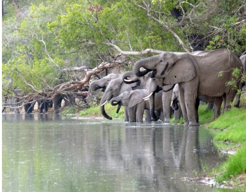 Elephant movement patterns mapped - Stockholm University