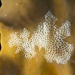 foto: Azote/NiclasWijkmark