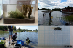 Studieakvarier, insamling av organismer, nedsättning av tångmärlor i Asköviken och märla på stav.