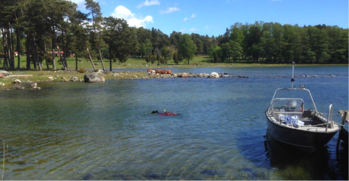 Våtmarksrestaurering i havsvik på Askö