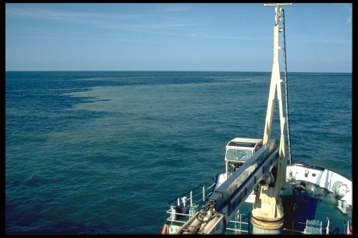 Cyanobacteria bloom in the Baltic Sea