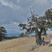 Torkkänsliga tusenåriga träd från bergen i Grekland. Indirekta belägg för variationer i neder-börd och torka såsom trädringsserier användes av forskarna för att rekonstruera variationer i relativ vattentillgång på norra halvklotet under tolv århundraden. Foto: Paul J. Krusic.