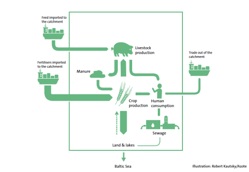 Within the agricultural system, nitrogen and phosphorus from imported fertilisers and feed are transformed to manure, feed, and food products. A large portion of nutrients moves through the livestock sector. Only about half of the nutrients in fertiliser and manure are converted to harvested crops. Excess nutrients can be stored in soils or leak to lakes, streams, and the Baltic Sea. The relative magnitude of nutrient flows is shown by the arrow widths. Sources: Baltic Eye compilation of data from Eurostat, the Russian Federation Federal State Statistical Service, and Belarusinfo.