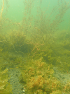 Free-living bladderwrack in the Baltic Sea. Photo: Susanne Qvarfordt