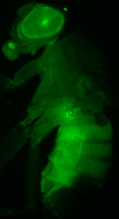 Transgenic fruit fly expressing green fluorescent protein in the liver-like fat body – the main target of corazonin. Image by Meet Zandawala