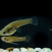 En moskitfiskhona tillsammans med två mindre hanar. Den modifierade analfenan, gonopodium, använder hanen för att tvinga in spermier i honan. Foto: Stuart Hay, Australian National University.
