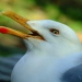 Herring gull with thiamine deficiency, Photo: Lennart Balk