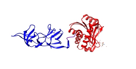 Figure 1. Crystal structure of the endolysin PlyPSA with the cell wall binding domain (CBD) in blue, and the enzymatically active domain (EAD) in red(7, 8). The proteins are separated by a short linker in purple. CBDs and EADs are easily interchangeable between endolysins. By creating chimeric endolysins new highly effective variants can be found.