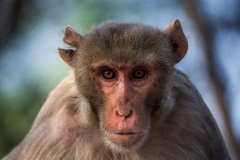 Makaker, och andra djur, har mycket svårt att hantera information som kommer i en viss ordning. Det kan vara just det som skiljer människor från andra djur. Foto: Johan Lind/N.