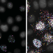Färgprickarna är bitar av genom i ett influensavirus, de grå fläckarna är cellkärnor. Bilderna föreställer samma celler och virus vid två olika tidpunkter, och visar hur viruset sprider sig.