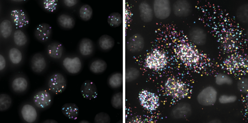 Influenza gene segments visualized in cells during replication. The cell nuclei are in grey and the influenza gene segments are labeled as dots with a particular color.