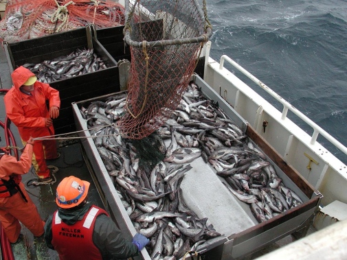 För att komma tillrätta med ohållbara metoder som överfiske och utsläpp har svenska forskare vid Stockholm Resilience Centre inlett ett samarbete med flera av världens största fisk- och skaldjursföretag. Foto: Wikipedia commons