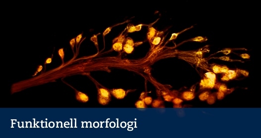 Photo: Mikael Carlsson