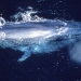 Blue whale, Photo: Doc White, Nature Picture Library, UIG