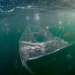 Plastpåse och maneter i havet