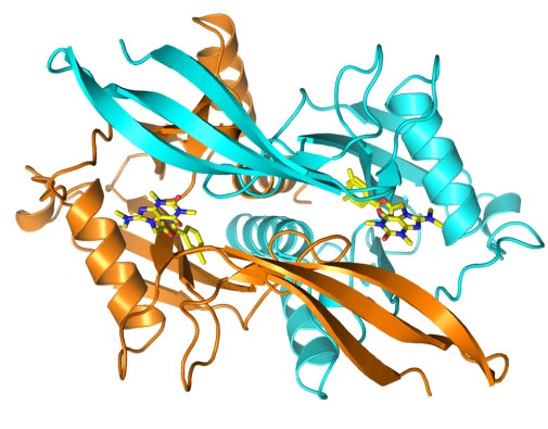 Tredimensionell struktur av proteinet Nudt5 tillsammans med en inhibitor som kan hindra tillväxten av bröstcancerceller.  Bild: Pål Stenmark och Megan Carter