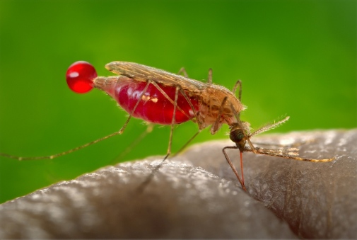 Mosquio blood feeding