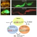 The upper left panel shows fruit flies fed with fluorescent bacteria. If the immune response does not function properly, the bacteria can breach the intestinal barrier and spread throughout the fly. The upper right panel highlights the production of Nub-PB (green) and Nub-PD (red) in the fruit fly gut.  These act as “gas” and “brake” for the immune system to ensure that pathogens are swiftly cleared while avoiding excessive damage to the fruit fly itself.