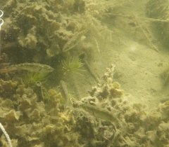 Spigg Eco evo