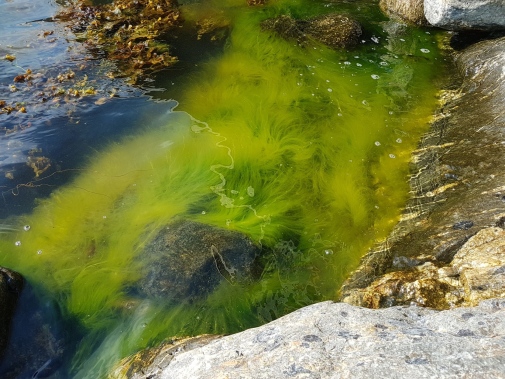 Grönslick, en algart som producerar de bromerade substanserna. Foto: Johan Gustafsson