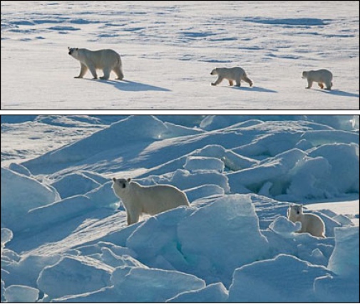 Lomrog 2009-09-04 POLAR BEAR WITH TWO CUBS