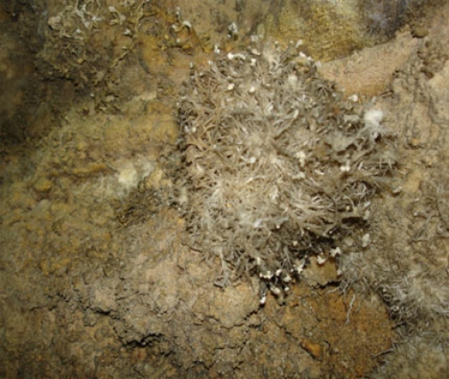 formations remind of a lamp on a ceiling Formations inside a cave that remind of a lamp on a ceiling