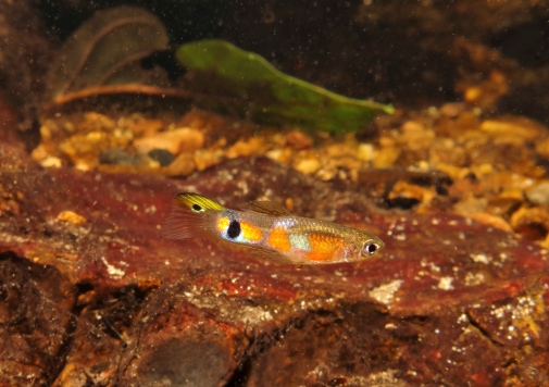 Male Guppy, Foto: Paul Bentzen