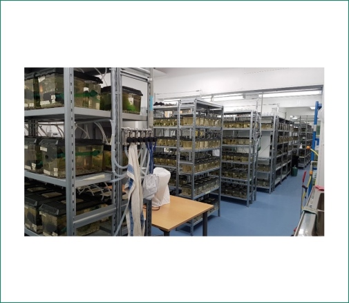 lab