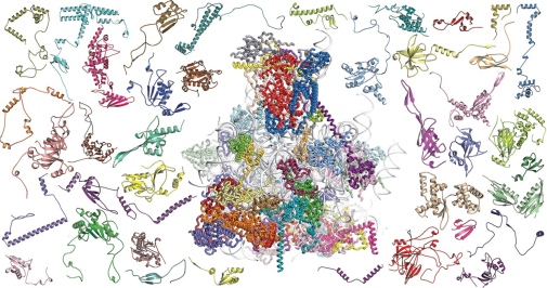 Proteiner i mitoribosomer, Alexey Amunts, Stockholms universitet