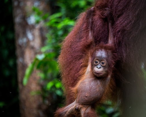 A young orangutang at Tanjung Puting National park, southern Borneo