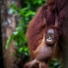 A young orangutang at Tanjung Puting National park, southern Borneo. ©Johan Lind/N