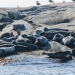 Seals by the water, Photo: Jan Kansanen/Mostphotos