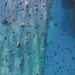 Olika fiskar samlas ofta vid fiskodlingskassarna, för att äta rester, eller beta alger från näten, eller för att skydda sig från rovdjur. Bilden är från Nha Trang, Vietnam. Foto: Nils Hedberg