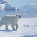 Polar Bear, Photo: Mostphotos