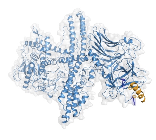 Botulinumneurotoxinet bundet till sin mänskliga receptor Botulinumneurotoxinet bundet till sin mänskliga receptor
