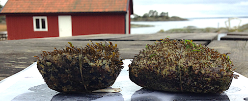 Blåstång på sten