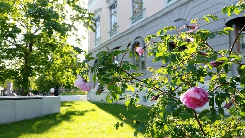 Rosenbuske vid en byggnad på universitetet