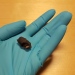 One of the analyzed chewing gums, photo: Natalija Kashuba