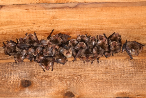 Fladdermöss vid boplats, foto: Jens Rydell (http://www.fladdermus.net/naturfoto/)