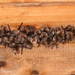 Fladdermöss vid boplats, foto: Jens Rydell (http://www.fladdermus.net/naturfoto/)