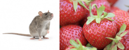 Bild på råtta och jordgubbar