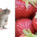 När en råtta känner lukter aktiveras hjärnan på samma sätt som hos människan. Forskning som kan göra det lättare att utveckla mediciner mot demenssjukdomar. Foto: Mostphotos