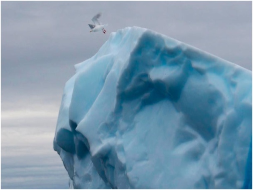 Seagull lifting from an iceberg in Upernavik.