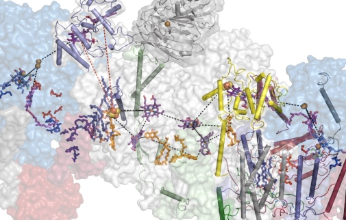 Respiratory supercomplex from Mycobacterium smegmatis Respiratory supercomplex from Mycobacterium smegmatis