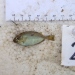 En liten havsmus (rabbitfish) som fångats i ett myggnät. Foto: Benjamin L Jones.