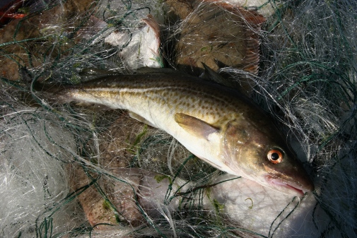 Cod affected by thiamine deficiency in the Baltic Sea. Photo: Roberts Ratub/Mostphotos